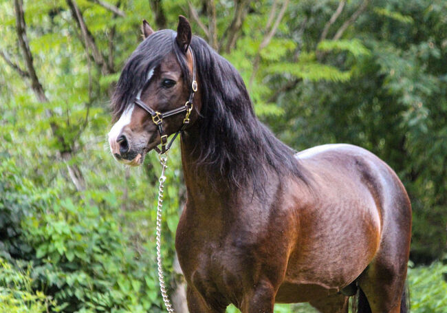 Welsh Cob Sektion C, Hengst, 18 Jahre, Schwarzbraun mit vier weißen Füßen, 1,34m Stm., WOW Pferd  (WOW Pferd), Pferd kaufen, Bayern - Attenkirchen, Abbildung 7