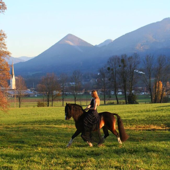 Welsh Cob Sektion C, Hengst, 18 Jahre, Schwarzbraun mit vier weißen Füßen, 1,34m Stm., WOW Pferd  (WOW Pferd), Pferd kaufen, Bayern - Attenkirchen, Abbildung 5