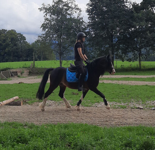 Welsh Cob Sektion C, Hengst, 18 Jahre, Schwarzbraun mit vier weißen Füßen, 1,34m Stm., WOW Pferd  (WOW Pferd), Pferd kaufen, Bayern - Attenkirchen, Abbildung 3