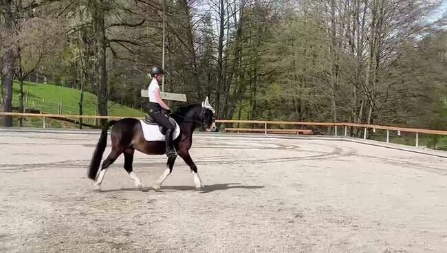 Welsh Cob Sektion C, Hengst, 18 Jahre, Schwarzbraun mit vier weißen Füßen, 1,34m Stm., WOW Pferd  (WOW Pferd), Pferd kaufen, Bayern - Attenkirchen, Abbildung 6