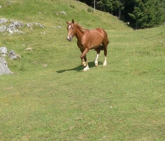 Welsh Cob Stute, HB Welsh 7341, Horses For Sale, Wagrain-Mühltal, Image 2