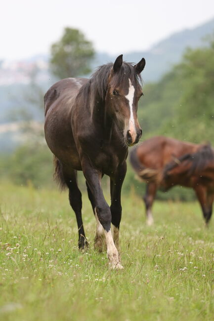 Welsh Cob Stute, Annika, Horses For Sale, Fürth, Image 3