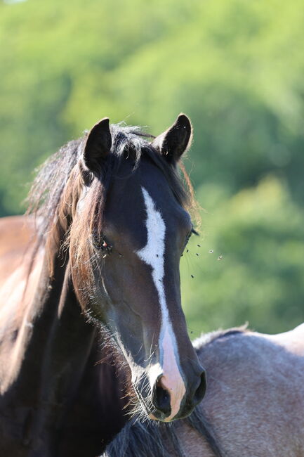 Welsh Cob Stute, Annika, Horses For Sale, Fürth, Image 2