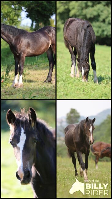 Welsh Cob Stute, Annika, Horses For Sale, Fürth, Image 12