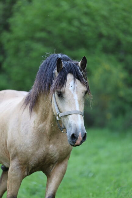 Welsh Cob Stute, Annika, Horses For Sale, Fürth, Image 10