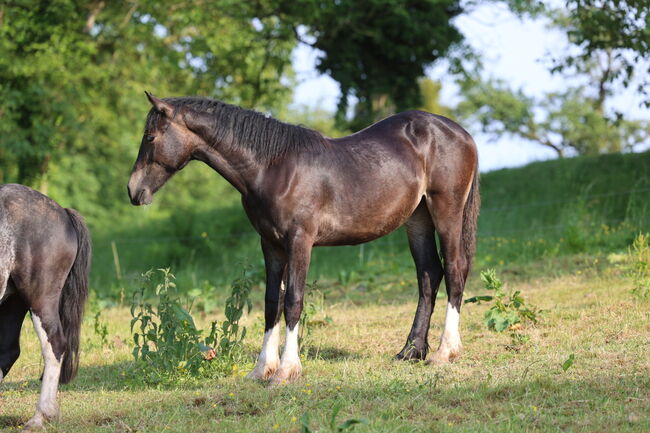Welsh Cob Stute, Annika, Pferd kaufen, Fürth