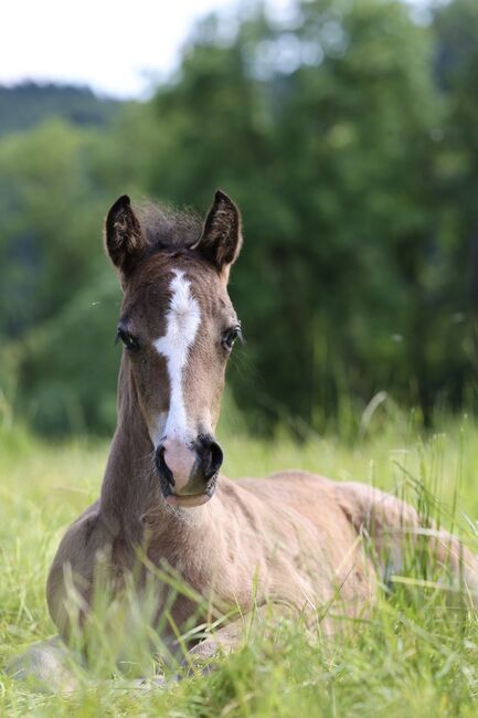 Welsh Cob Stute, Annika, Pferd kaufen, Fürth, Abbildung 7