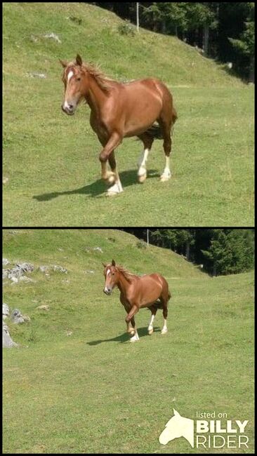 Welsh Cob Stute, HB Welsh 7341, Pferd kaufen, Wagrain-Mühltal, Abbildung 3