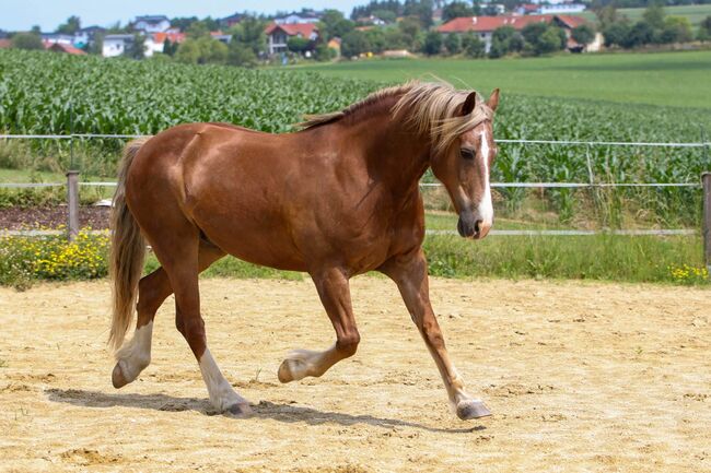 Welsh-Cob Wallach – Verlässlicher Freizeitpartner, Isabel, Horses For Sale, Steyr, Image 2