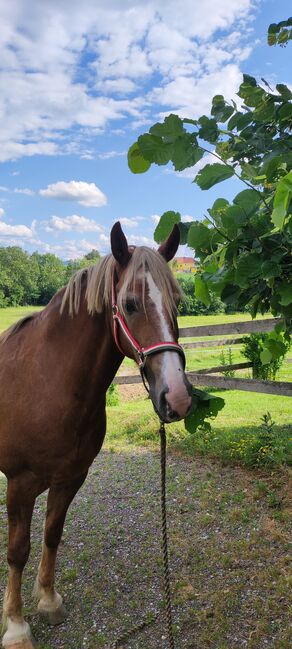 Welsh-Cob Wallach – Verlässlicher Freizeitpartner, Isabel, Horses For Sale, Steyr, Image 7