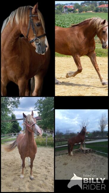 Welsh-Cob Wallach – Verlässlicher Freizeitpartner, Isabel, Horses For Sale, Steyr, Image 19