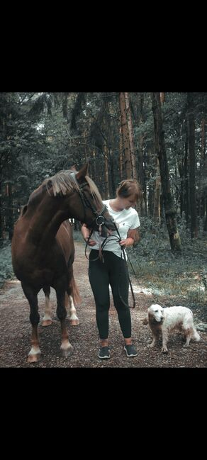 Welsh-Cob Wallach – Verlässlicher Freizeitpartner, Isabel, Horses For Sale, Steyr, Image 18