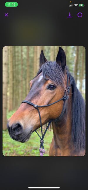 Welsh Cop D Stute Zuckersüße Maus, Manuela Fuchs, Horses For Sale, Jettingen/ Scheppach , Image 3