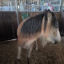 Welsh D Jährling, Tina, Horses For Sale, Calden