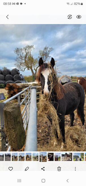 Welsh d x warmblood, Chelle, Horses For Sale, City of Derby