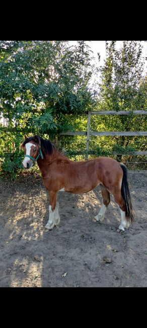 Welsh A Jählingshengst, Bianca knopik, Horses For Sale, Woldegk 