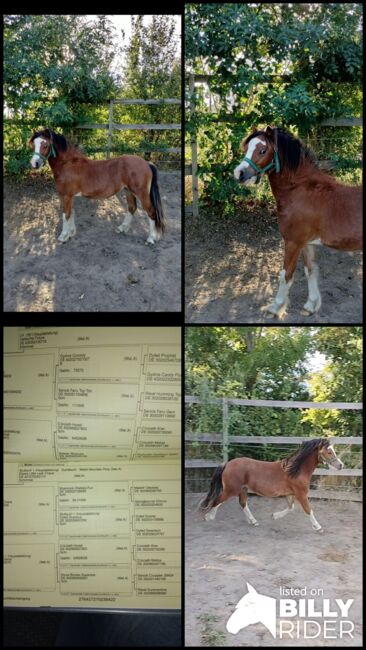 Welsh A Jählingshengst, Bianca knopik, Horses For Sale, Woldegk , Image 5