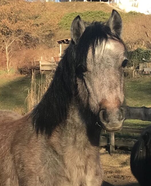 Welsh-A Jungstute mit bester Zuchtabstammung, Viola Frohwein, Horses For Sale, Neubeuern