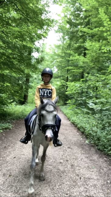 Welsh A Kinderpony, Steffi , Horses For Sale, Hülben, Image 3