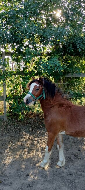 Welsh A Jählingshengst, Bianca knopik, Horses For Sale, Woldegk , Image 2