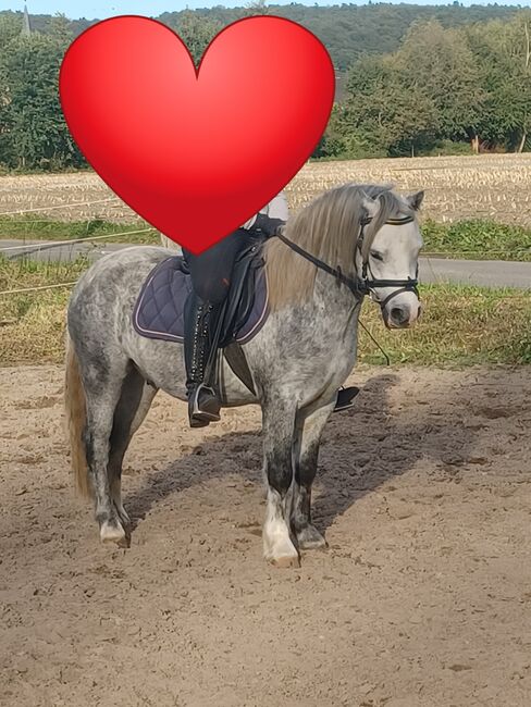 Welsh a Pony zu verkaufen, Rita Bruns , Horses For Sale, Tecklenburg , Image 2