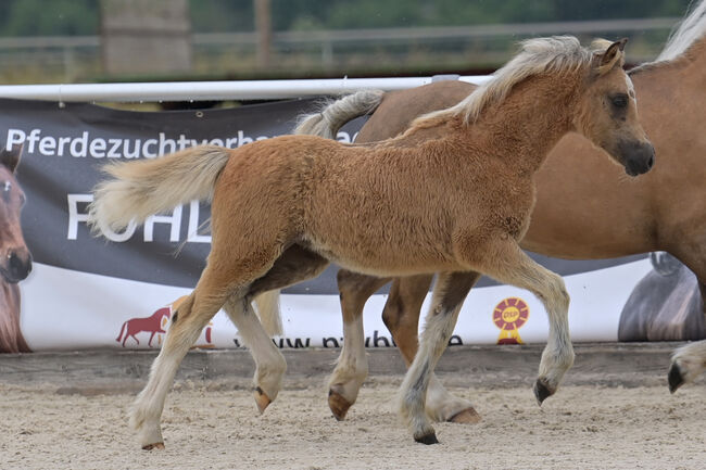 Welsh A Stutfohlen, KL, Horses For Sale, Niederstetten , Image 5