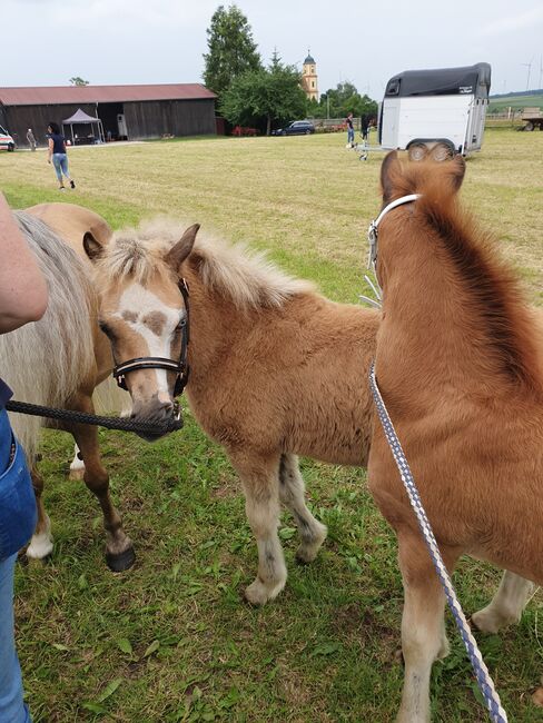 Welsh A Stutfohlen, KL, Horses For Sale, Niederstetten , Image 7