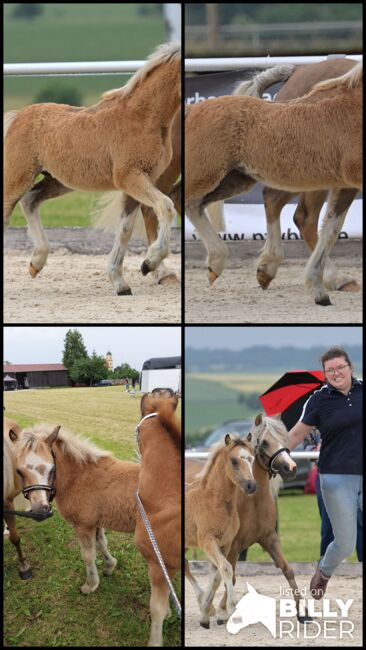 Welsh A Stutfohlen, KL, Horses For Sale, Niederstetten , Image 8