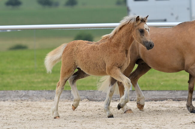 Welsh A Stutfohlen, KL, Horses For Sale, Niederstetten 