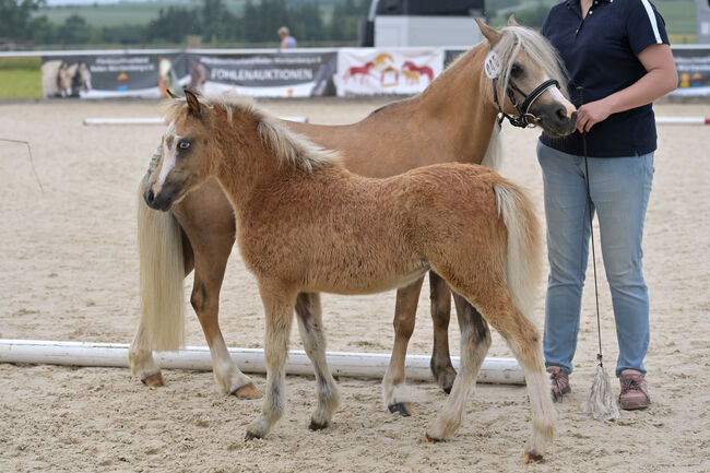 Welsh A Stutfohlen, KL, Horses For Sale, Niederstetten , Image 3