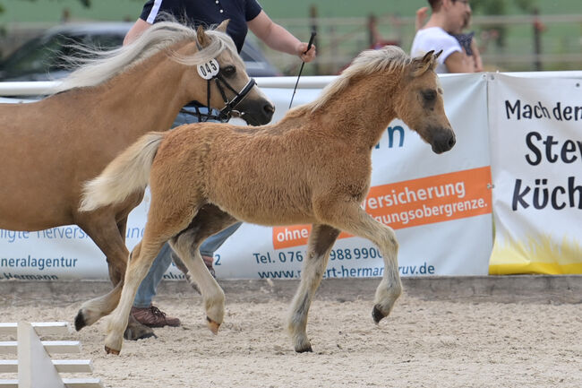 Welsh A Stutfohlen, KL, Horses For Sale, Niederstetten , Image 2