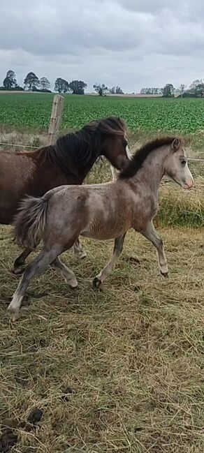 Welsh A Stutfohlen, Bianca knopik, Horses For Sale, Woldegk 