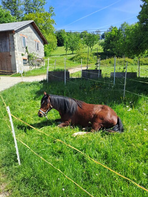 Welsh Stute, Plank Juliane, Horses For Sale, Wildenmaierhof, Image 3