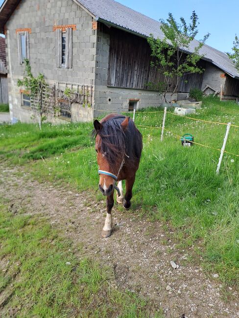 Welsh Stute, Plank Juliane, Horses For Sale, Wildenmaierhof, Image 4
