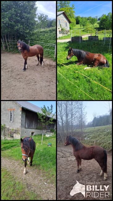 Welsh Stute, Plank Juliane, Horses For Sale, Wildenmaierhof, Image 10