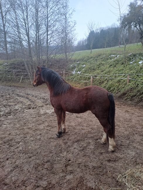 Welsh Stute, Plank Juliane, Horses For Sale, Wildenmaierhof, Image 7
