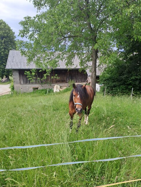 Welsh Stute, Plank Juliane, Horses For Sale, Wildenmaierhof, Image 2