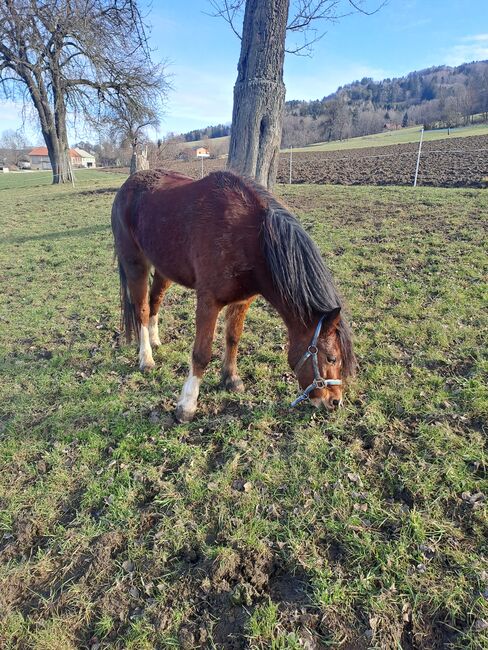 Welsh Stute, Plank Juliane, Horses For Sale, Wildenmaierhof, Image 6