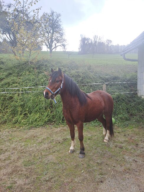 Welsh Stute, Plank Juliane, Horses For Sale, Wildenmaierhof, Image 8