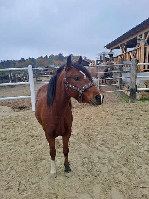 Welsh Stute, Plank Juliane, Horses For Sale, Wildenmaierhof, Image 9