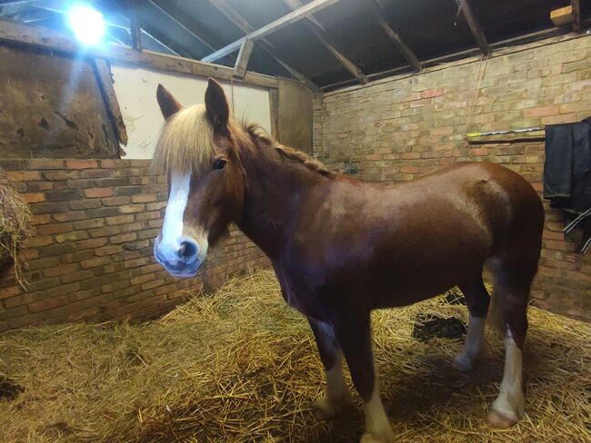 Welsh Mare, Cheryl Atkinson , Horses For Sale, Milton Keynes , Image 4