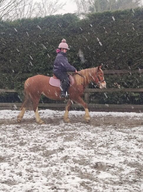 Welsh Mare, Cheryl Atkinson , Horses For Sale, Milton Keynes , Image 2