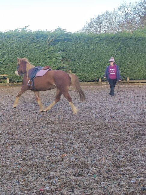 Welsh Mare, Cheryl Atkinson , Horses For Sale, Milton Keynes , Image 3