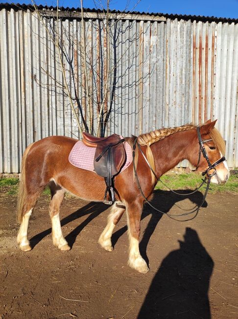 Welsh Mare, Cheryl Atkinson , Konie na sprzedaż, Milton Keynes 