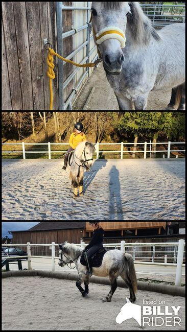 Welsh Mix Pony, Sarah, Pferd kaufen, Sandhäuslberg, Abbildung 4