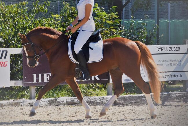Welsh Partbred Jährling zu verkaufen, Martina Hellmüller, Horses For Sale, St. Erhard, Image 7