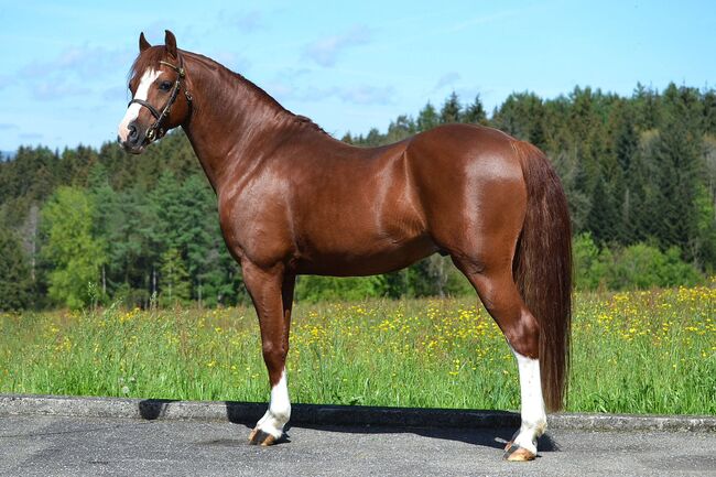 Welsh Partbred Jährling zu verkaufen, Martina Hellmüller, Horses For Sale, St. Erhard, Image 6
