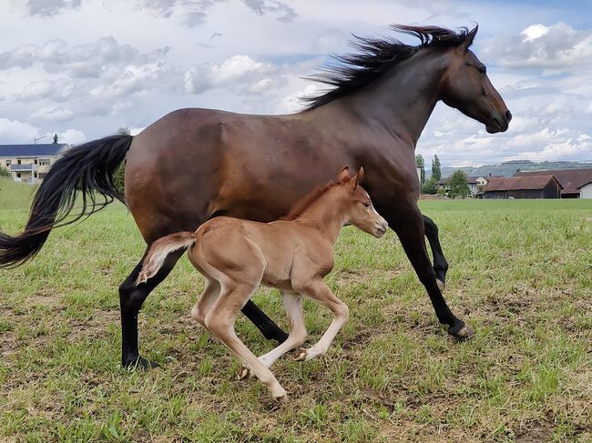 Welsh Partbred Jährling zu verkaufen, Martina Hellmüller, Horses For Sale, St. Erhard, Image 5