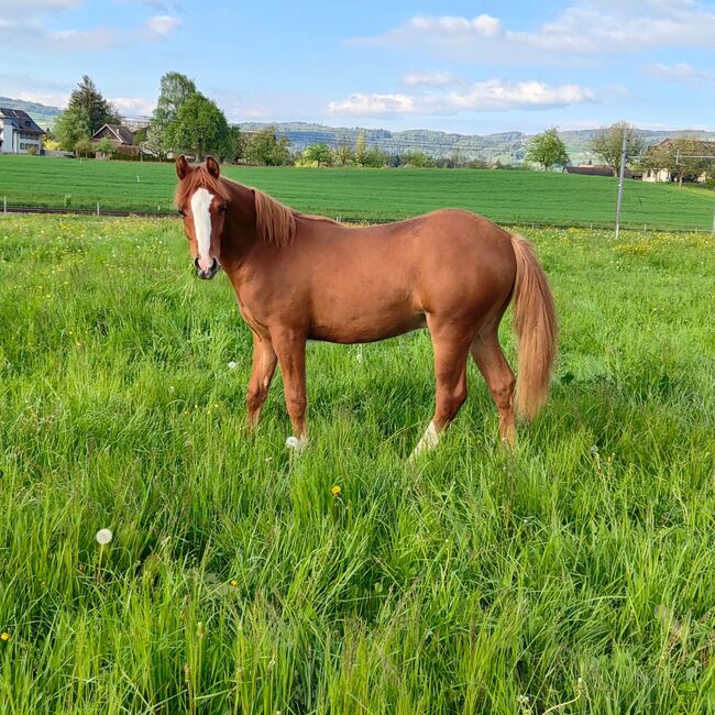 Welsh Partbred Jährling zu verkaufen, Martina Hellmüller, Pferd kaufen, St. Erhard, Abbildung 2