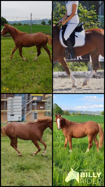Welsh Partbred Jährling zu verkaufen, Martina Hellmüller, Pferd kaufen, St. Erhard, Abbildung 9